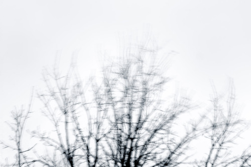 DECEMBER 6, 2016 - 341/366THESE BRANCHES, SWAYING IN THE WINDIt’s grey and windy today, and as I loo