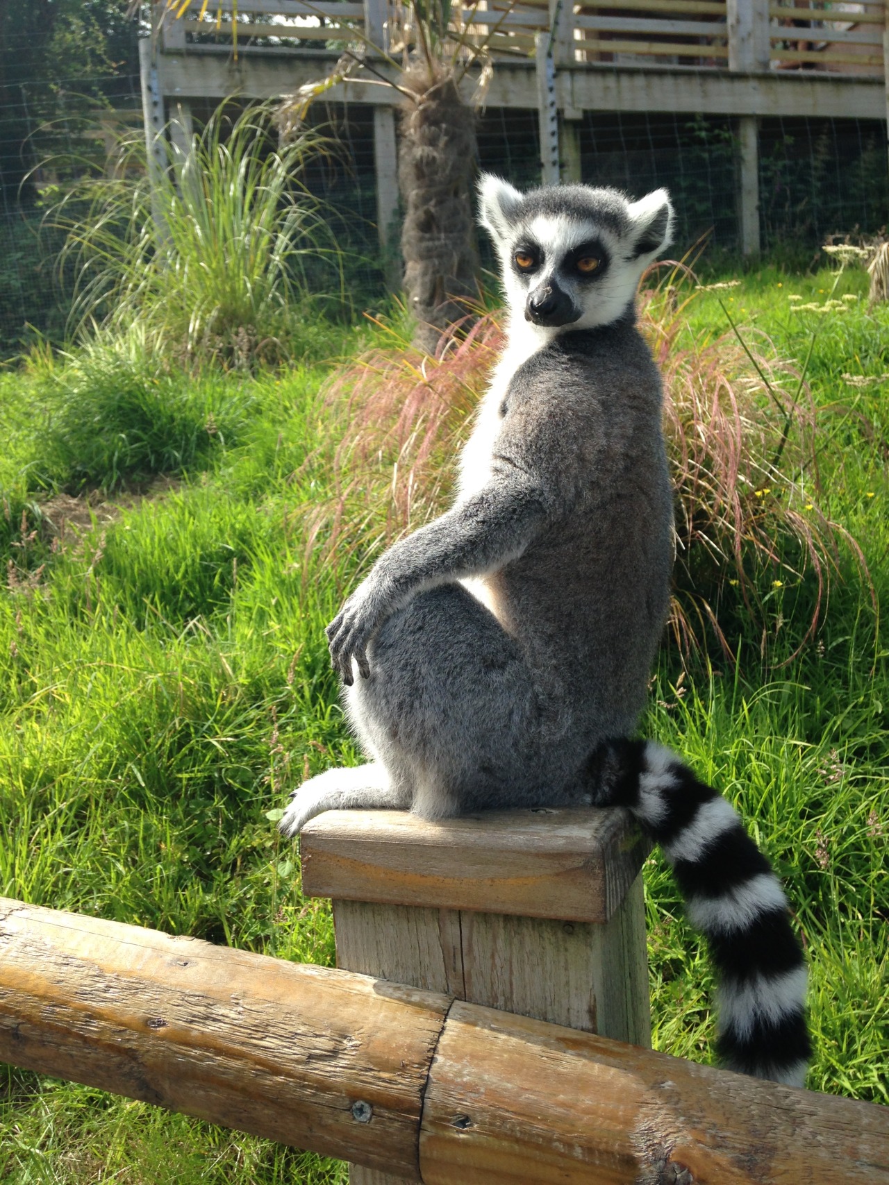 shrek-tangle: actionables:  cakejam:  this lemur didn’t seem pleased that i was