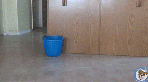 catsdogsgifs:  More Funny GIFs here