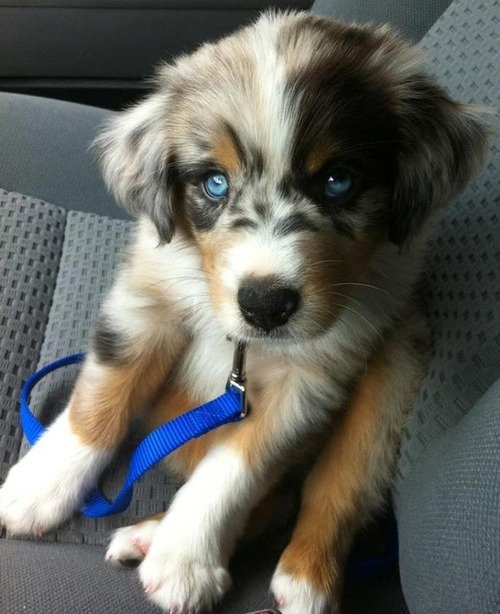 glamourqueenn:  glamourqueenn ♚  Sorry but how fucking cute is this dog like seriously