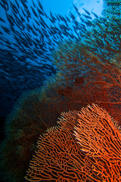 benhorton83:  Coral Fans - Thailand