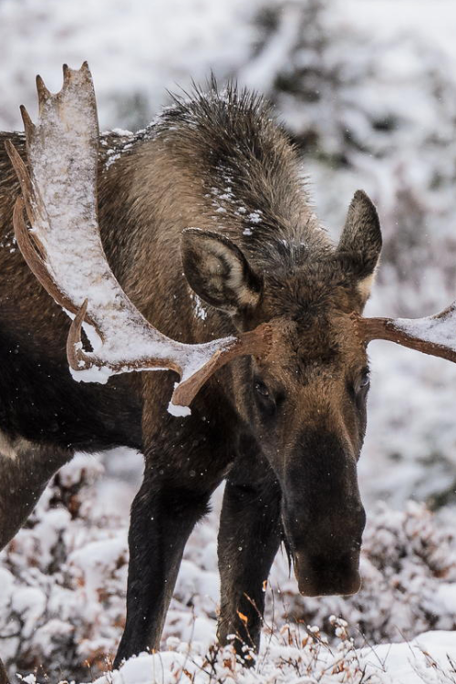 jrxdn:  Foraging in the Snow | Photographer