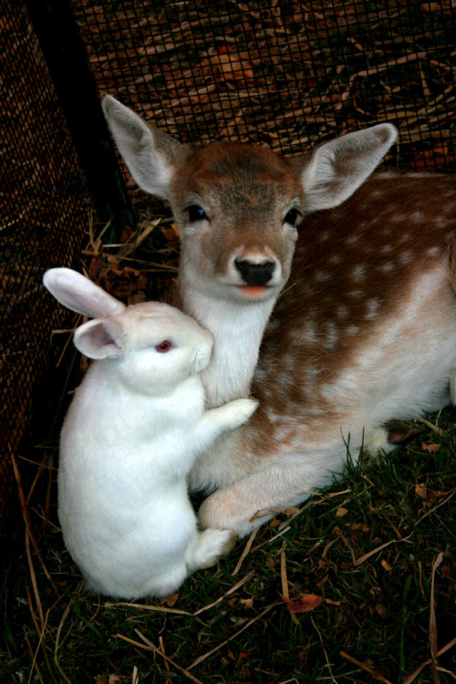 Porn photo bunsharks:  quiet-nymph:  Deer & Bunny