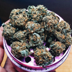 smkbrk:  🍁 weed 😋