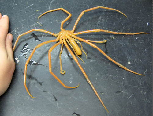 astronomy-to-zoology:“Giant Sea Spider” (Colossendeis colossea)…a large species of sea s