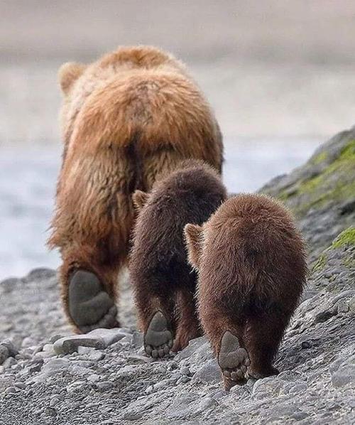 gentle-breeze:littlepawz:So that’s what they mean by ‘being in step’. Follow the leader