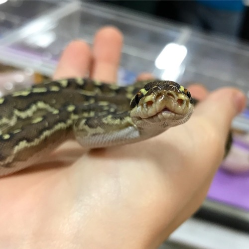 One of the Baby Angolan Pythons we had for sale at the All Ohio Reptile Show today! This one has the