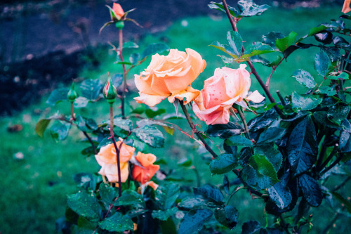 studio-tundun:  flowerman ii  tundun.vsco.co / tunduunthekid 