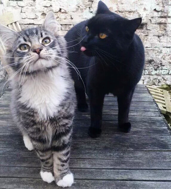 awwww-cute:  I though this was pretty cute (Source: http://ift.tt/1PIRxrt)