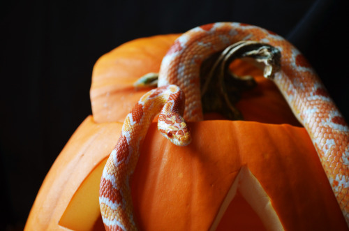 skynotion:fresh-fallen-leaves:sweater weatherWhat a beautiful noodle