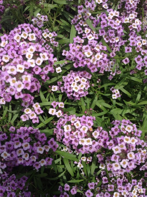 Purple flowers that are on my phone