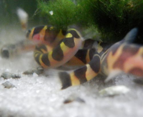 landowaterandaquaria:NoodlepileThey truly believe that they are masters at hiding and absconding.And