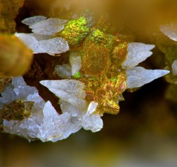 underthescopeminerals:  Calcite, Siderite   Locality:Laguépie, Tarn-et-Garonne, Midi-Pyrénées, France  Scalenohedrons of calcite on iridescent siderite.Photo : Jean-Marie Laurent  