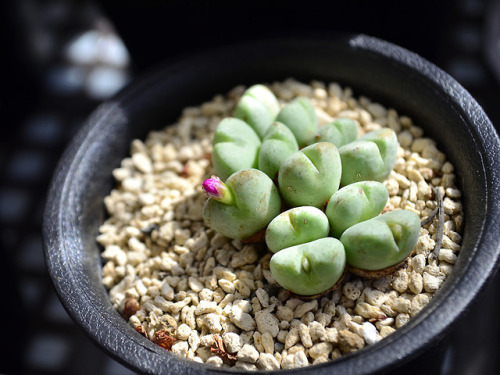 Conophytum ‘Opera Rose’コノフィツム オペラローズにゅ〜っと伸びてきた