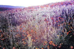 pigeonskiss:  Antelope Valley Poppy Preserve! 