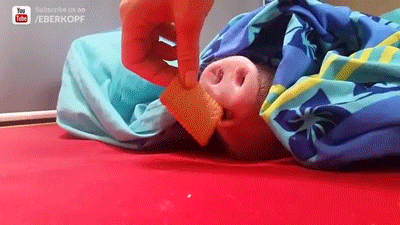 sizvideos:  Pig loves biscuits - Full video