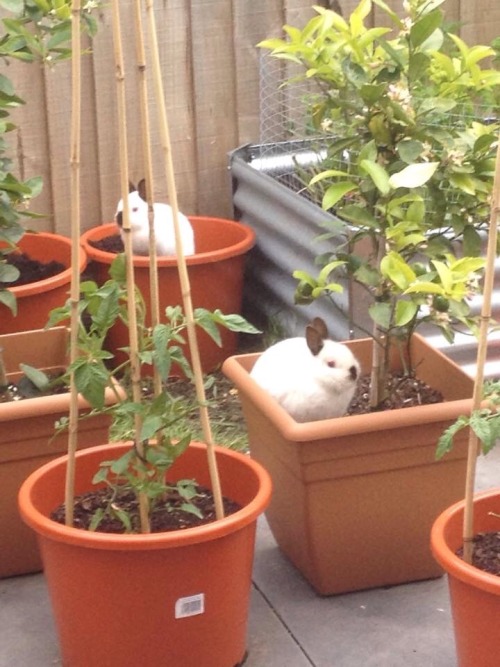 phytolith:  my dad sent this to me because i told him being overseas has made me miss my wee buns. he had given it the title “bunny aesthetics” //