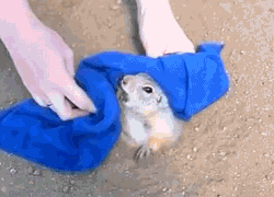invadingcookieonyourblog:  gifcraft:  A prairie dog was too fat to get out of his