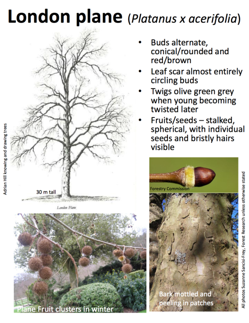 theleafguy: Tree Identification Guide Part 2From “Identifying Broadleaved Trees in Winter&rdqu