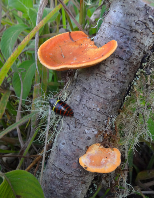 Here is a pleasing fungus beetle Erotylus Spp? having a lovely time on some Pycnoporus sanguineus fr