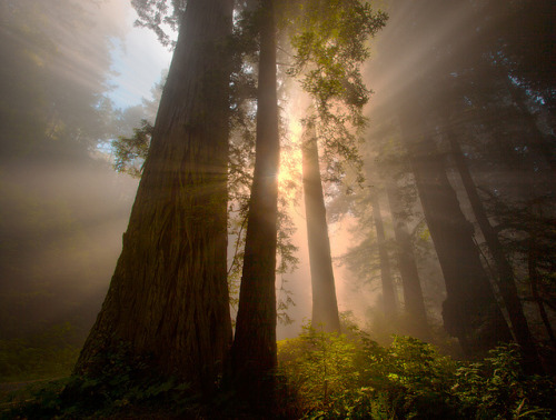 djferreira224:Redwoods California by kevin mcneal on Flickr.
