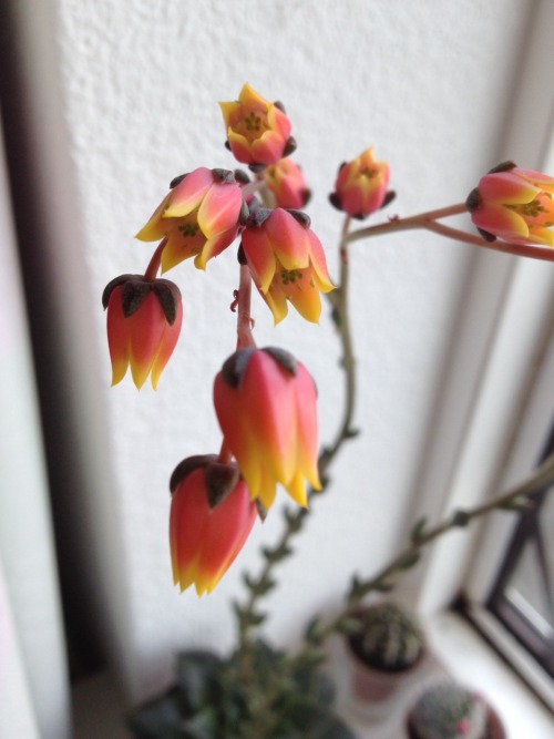 succculents:my echeveria purpusorum is flowering!!