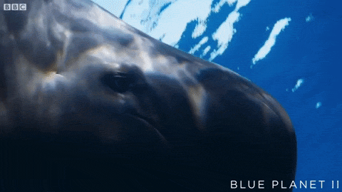 exceli:  “Pilot whales have big brains. They can certainly experience emotions.