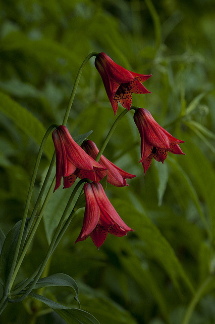 outdoormagic:Gray’s Lily by Jim Petranka on Flickr.