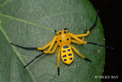 odditiesoflife:  The Strangest Spiders Ever A mirror spider? These macro shots of spiders were photographed by Nicky Bay who lives and works in Singapore. The endless biodiversity found on the country’s 64 islands includes a vast array of insects and