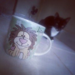 Gosto muiito de vocêee, LEÃAOZINHO *&ndash;* (8&rsquo;  #googmorning #happyday #lion #coffe #cat #sleep #cup #likeforlike #instacute #instagood