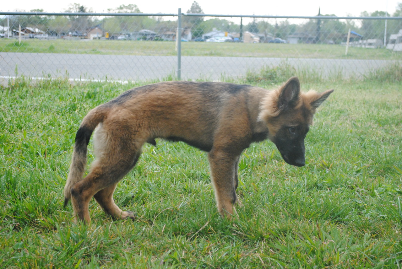 pawsitivelypowerful:He’s getting darker! 