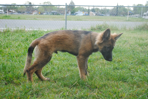 pawsitivelypowerful:He’s getting darker! 