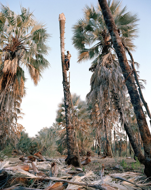 thesoulfunkybrother: - Palm wine collectors , Kunene Region . Namibia 15′ph. Kyle weeks