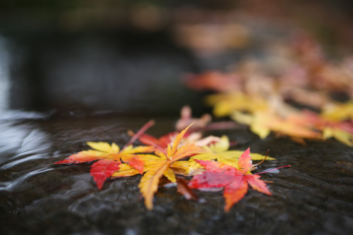 Late autumn #autumn #original photography on tumblr