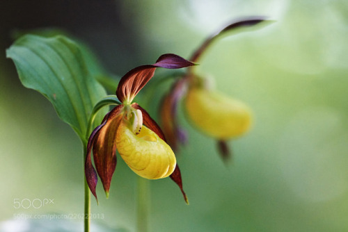 Cypripedium calceolus II.jpg by alberto26