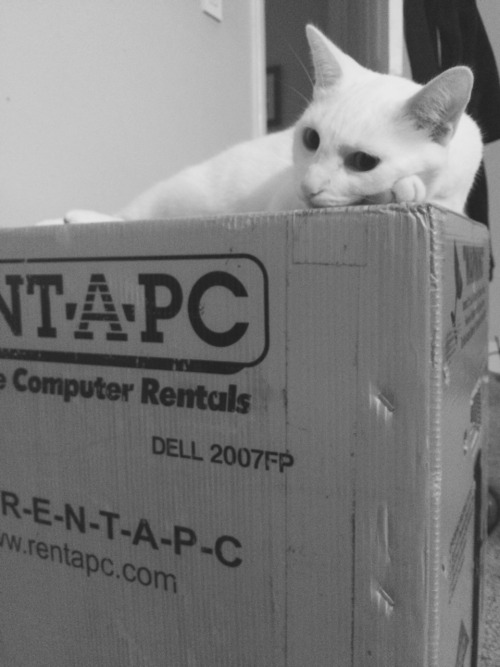 Twerp is sad he can’t go to Burning Man. He is protesting by pouting on the BM shipping box.