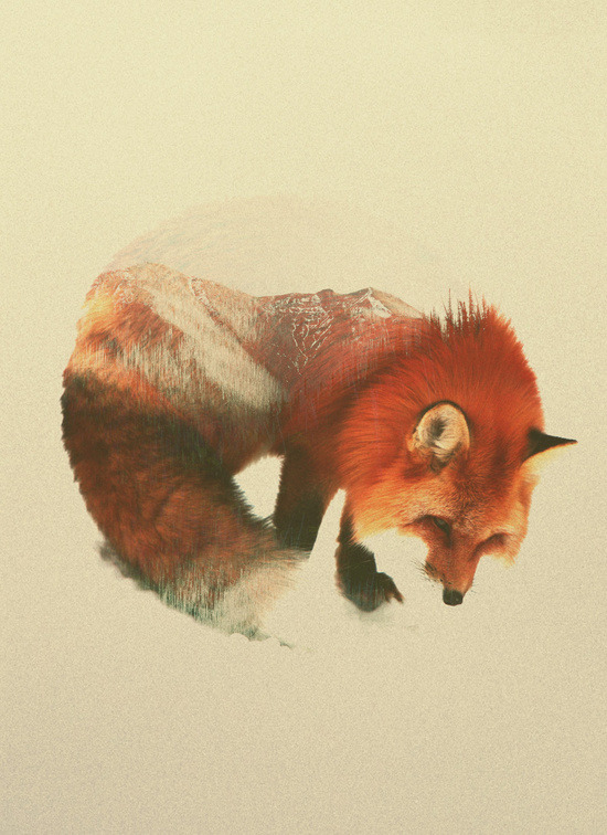 bestof-society6:    Snow Fox by Andreas Lie   FREE WORLDWIDE SHIPPING TODAY! 