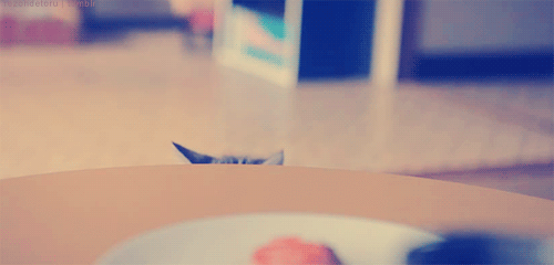 the-personal-quotes:  feeling sad? look at this baby animal blog!