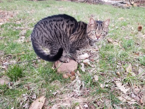 aboutsixplums: One of Surma’s hobbies is cramming herself onto this small rock in the yard.