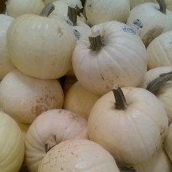 Found white pumpkins at the store, today!