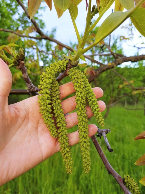 Don’t remember walnut catkins being quite this big in the past years, but they look pretty cool now.