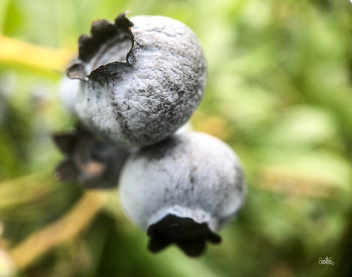 Delicious!Went berry picking a couple of years ago and decided to have some fun with the macro lens 