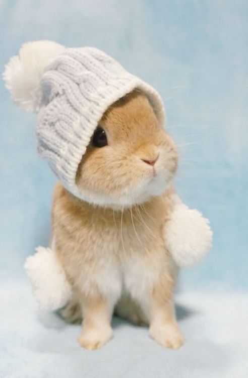 boyishcutie: bunny!