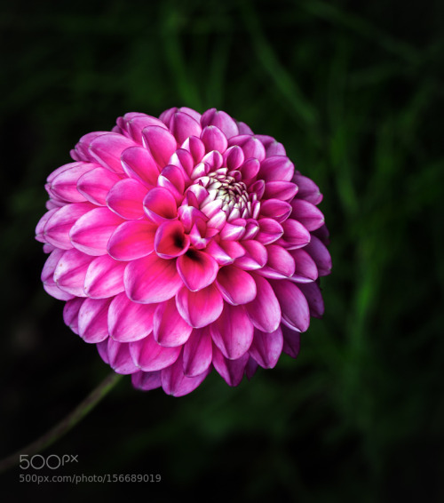 Dahlie (von ) by RalfMichaelKlotz