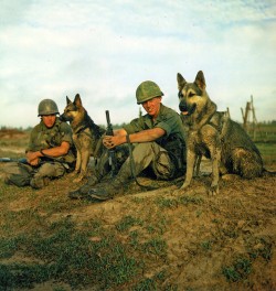 45-9mm-5-56mm:  vietnamwarera:  Two scout dog handlers and their dogs of the 49th Scout Dog Platoon rest during Operation Fairfax. (1967)      (via TumbleOn)