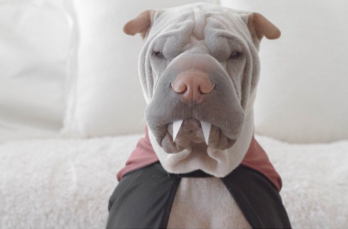 mymodernmet: Adorably Wrinkly Shar Pei Dons Delightful Costumes with a Stoic Expression