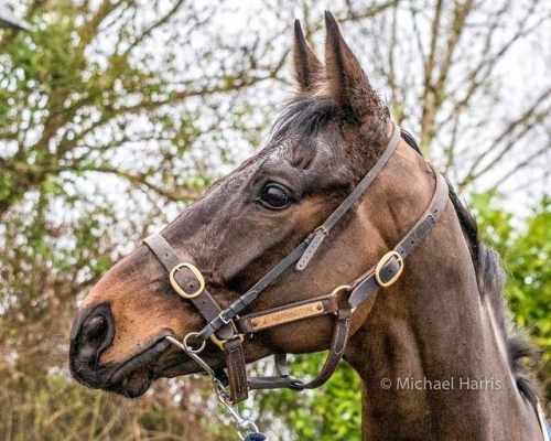 Sizing JohnMidnight Legend x La PerrotineThoroughbred, GeldingBorn 2010