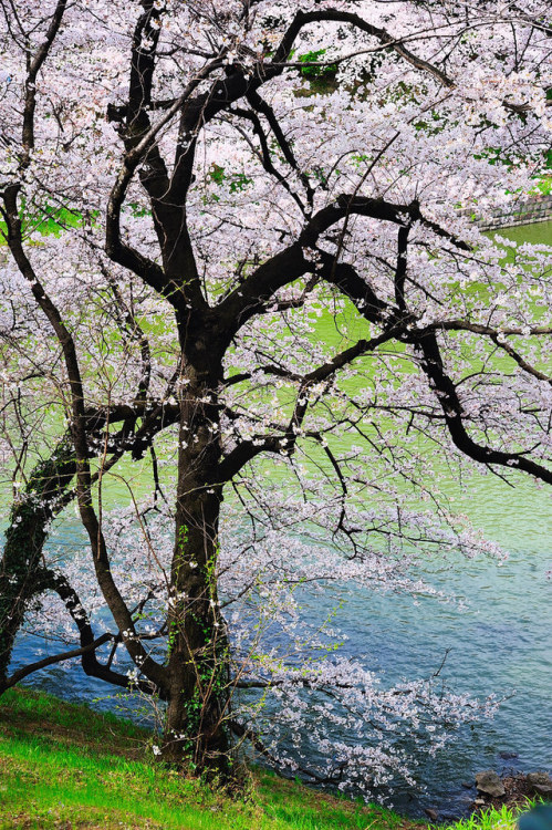 vurtual:2008 Sakura (by Shinichiro Saka)