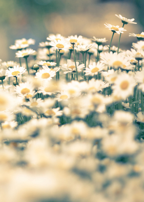 okiepokey:  Creativity is contagious. Pass it on.
