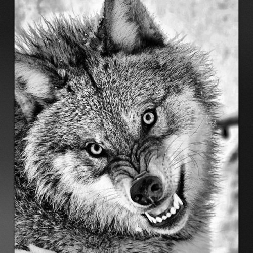 A little early for #wolfwednesday but I’m really not feeling Monday right now. Snarl alllll day. #wolf #wolves #monday #suckmydick #snarl #fuckwithme